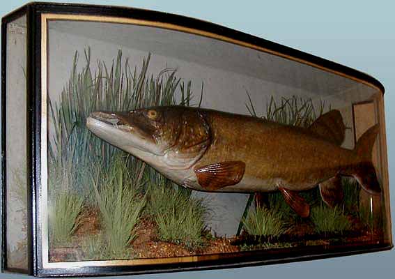 pike1[1].jpg